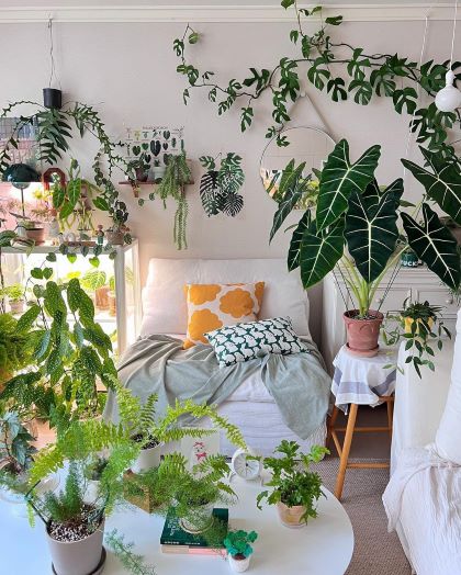 add greenery to you home